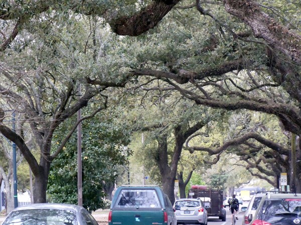 Carrollton Avenue is a major artery made picturesque by the canopy of ancient oak trees