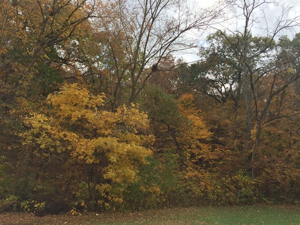 The fall landscape in Maple Park Place is stunning