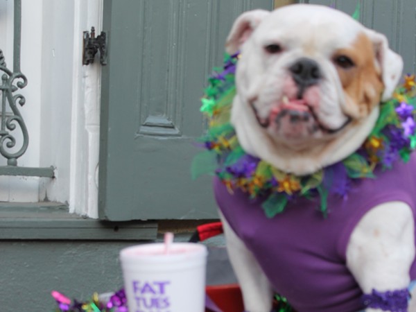 Barkus - the Mardi Gras Parade for New Orleans dog lovers