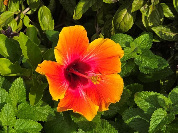 Hibiscus Flower at Powell Gardens