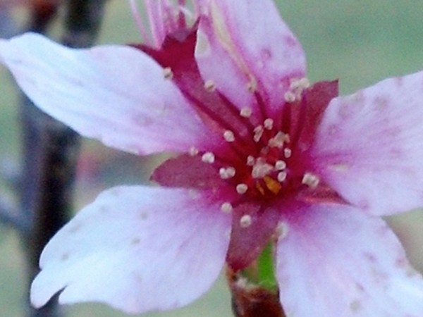 Where bumblebees gather: Cherry blossoms in Spanish Fort AL