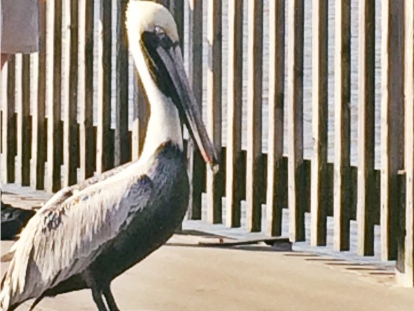 Look who was spotted today at the Fairhope Municipal Pier