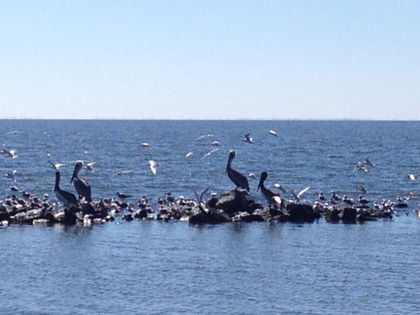 Pelicans in Lake Borgne - Louisiana's beautiful bird  