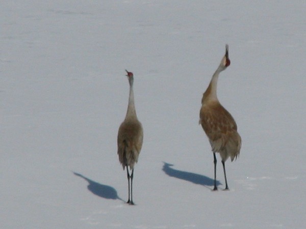 Singing Sand Hill cranes out on the lake