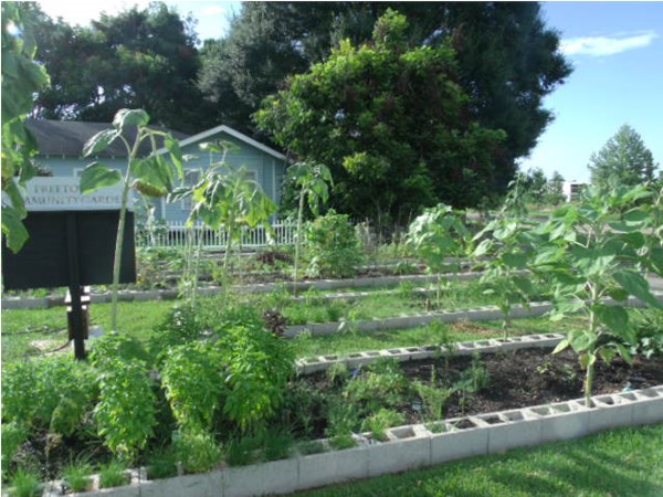 Freetown Community Garden: Beautiful greenery in the City of Lafayette