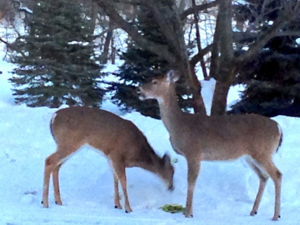 Deer eating cut up apples outside my home office window. I have watched these twins grow up!