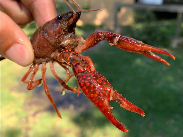 South of I-10 Crawdads are a delicacy