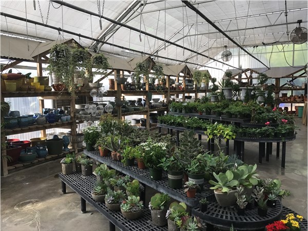 For one of the best selections of pots and plants in Huntsville shop local at Brooks and Collier