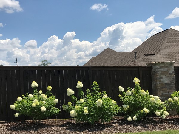 Beautiful hydrangeas welcome you to this lovely new community 