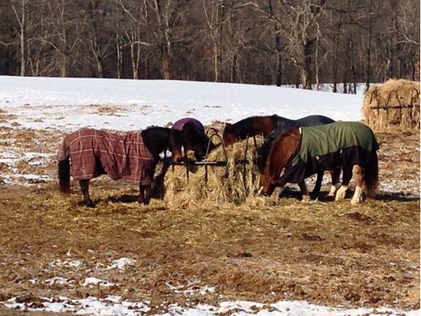 The horses in Michigan are already waiting for winter to be over!