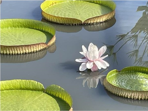 This is by far my favorite... water lily surrounded by lilypads