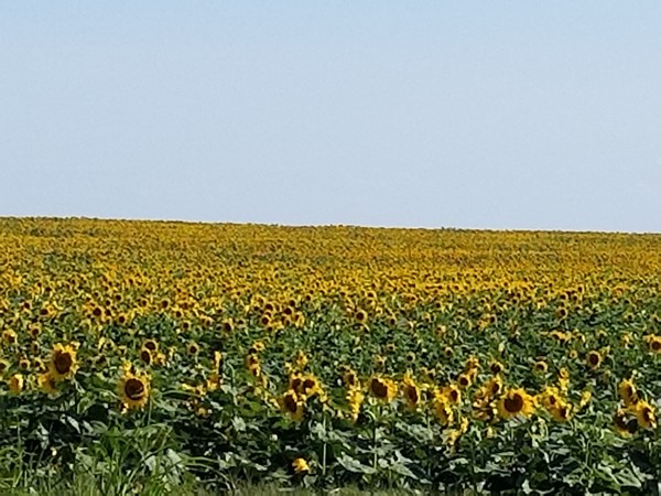 What a beautiful sight, sunflowers as far as you can see