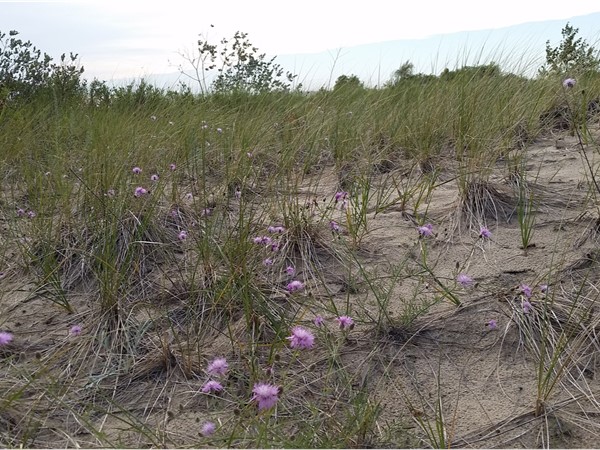 Purple wildflowers and sand dunes sure make it a great day at Mt. McSauba Nature Preserve 