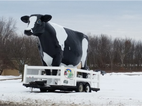 Who let the cow out!