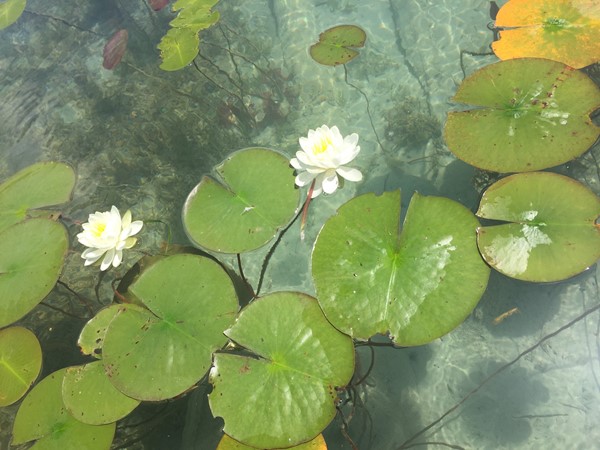 Love these water lilies floating on crystal clear Elk Lake