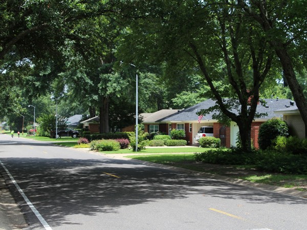 Towering trees and well-kept homes are a trademark of Plantation Park