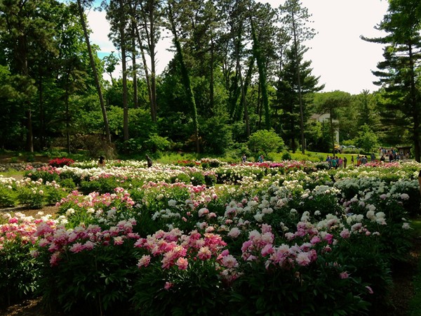 The largest public collection of peonies in North America