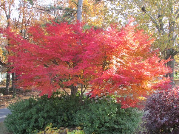 Unbelievable fall color