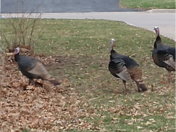 Wild turkeys out wandering through this beautiful, mature neighborhood
