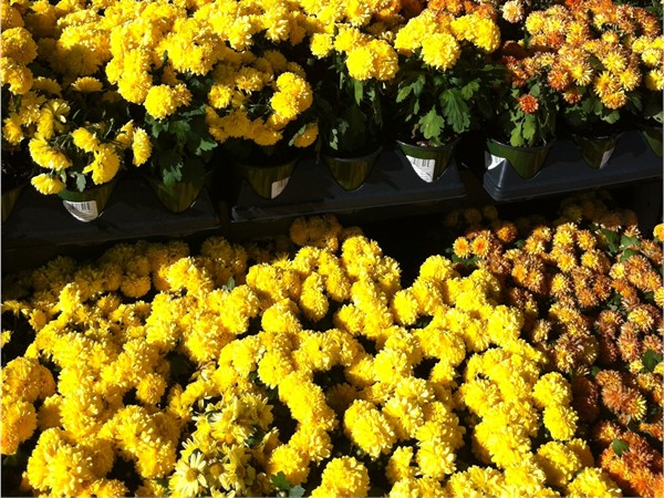 If you see mums, it must be fall in the Northland