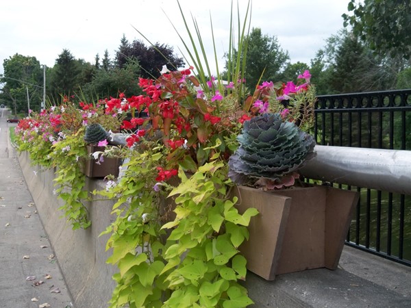 Our local garden club does a fantastic job of putting in planters along the river for all to enjoy
