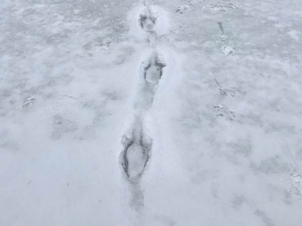 Following frozen moose tracks across the lake