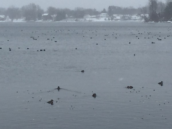 Migrating ducks on beautiful Long Lake near Orleans