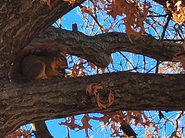 Squirrel on ESU Campus.  