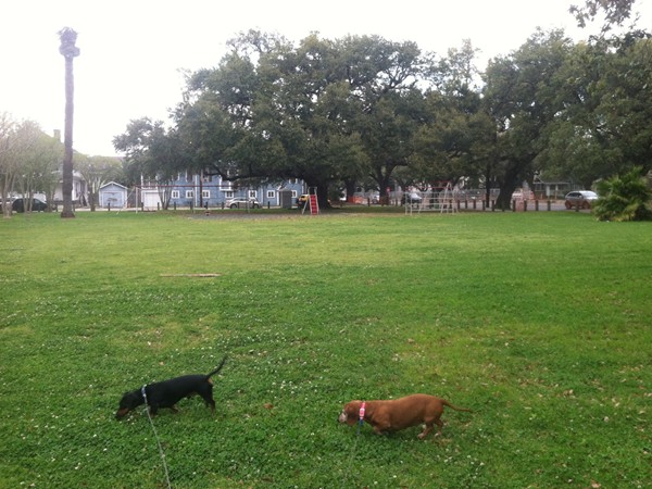 Samual Square Park is a great place in Uptown New Orleans to walk your dogs!