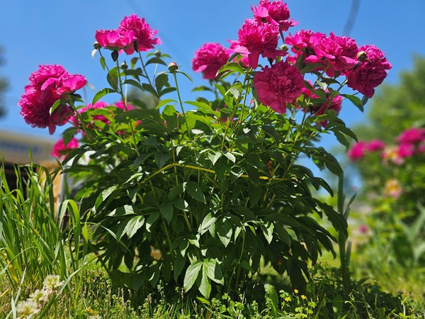 Bright pink peonies blooming under a clear blue sky