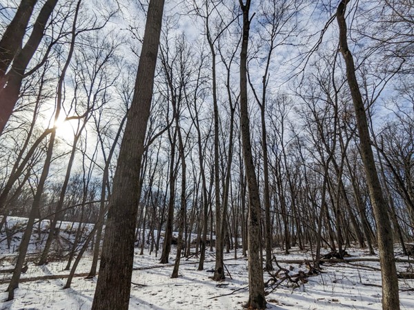 Ulrich Park in Cedar Falls offers quiet trails for a winter walk 