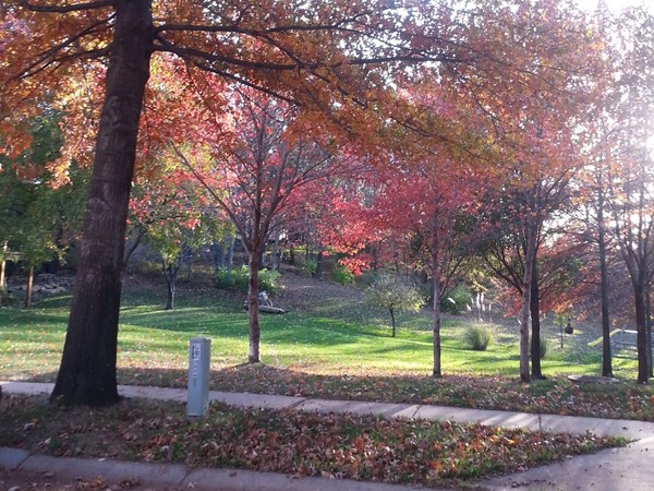 Fall foliage in Ashley Park