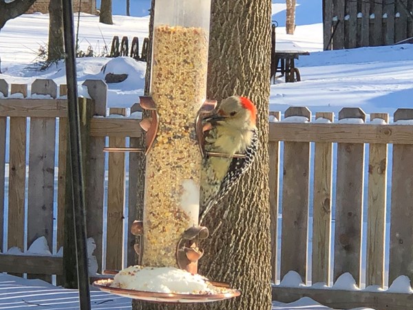 We have a woodpecker that visits our bird feeder! Right outside our living room window