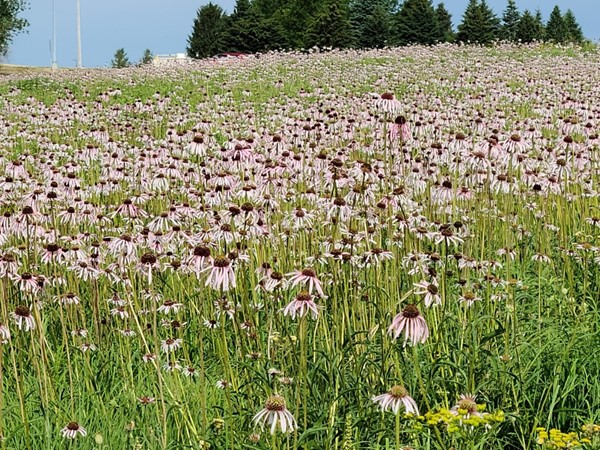 The coneflowers are in full bloom at Prairie Lake. The fields are filled with purple flowers