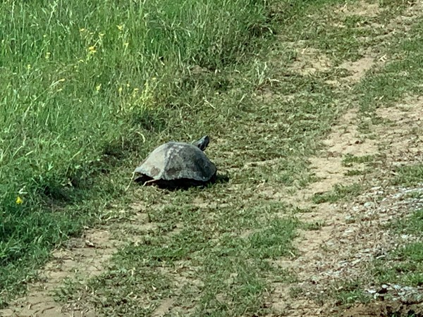Turtles are out and about. This one happened to be crawling up my driveway  