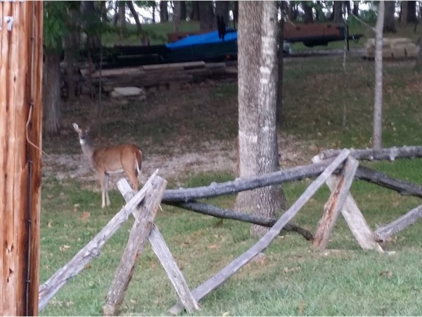 Deer in the yard in Golden