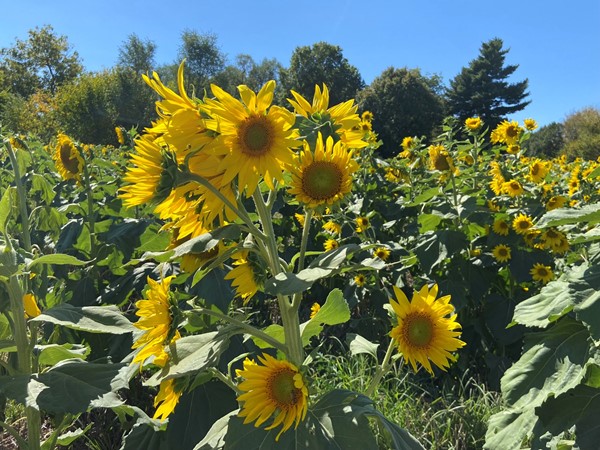 Beautiful sunflowers in Ash Grove, Missouri 