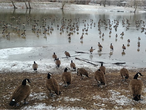 The geese at Lion's Lake are enjoying the icy conditions from the 2019 ice storm