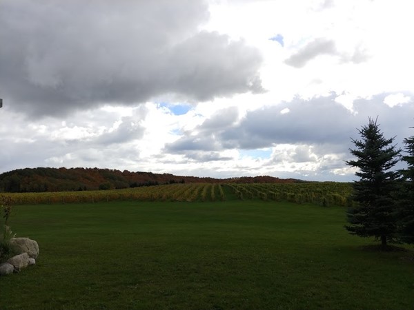 Vineyards and autumn trees in Leelanau County...enjoy the view with a glass of Riesling