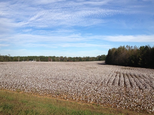 Last fields of cotton to be picked in North Alabama, actually in Madison