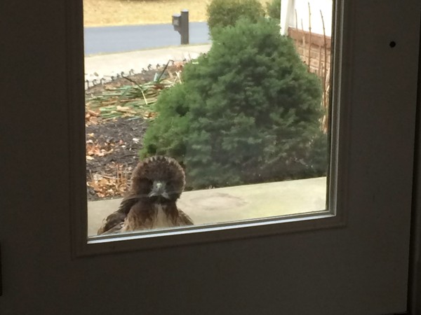 Fentonwood Estates' red-tailed hawk knocking at my front door