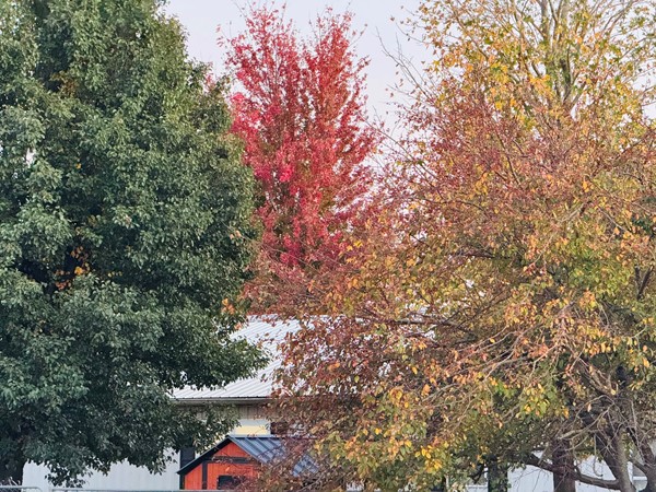 Fall is here! Leaves are changing colors