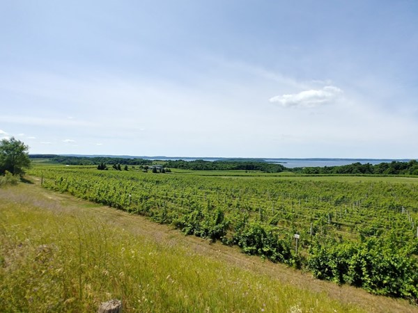 Old Mission Peninsula...love these vineyards and West Bay views