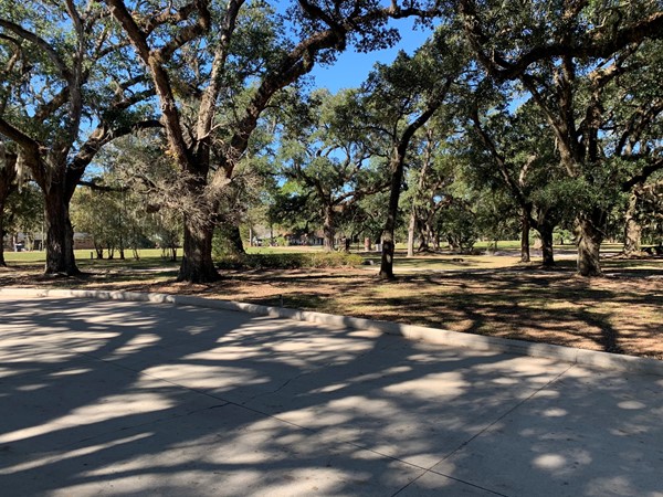 Beautiful Live Oak trees lining the entrance to Arbor Grove Subdivision