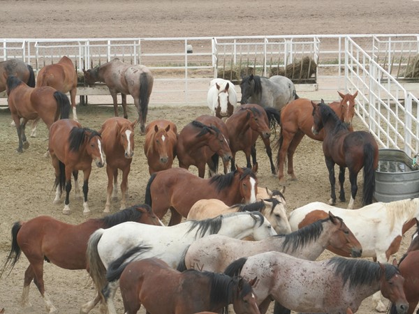Cedar Lake Equestrian Camp in Southeastern Oklahoma