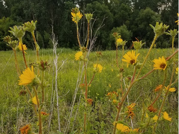 Wild flowers abound at Big Woods Lake. The prairie is full of many species of flowers and prairie gr