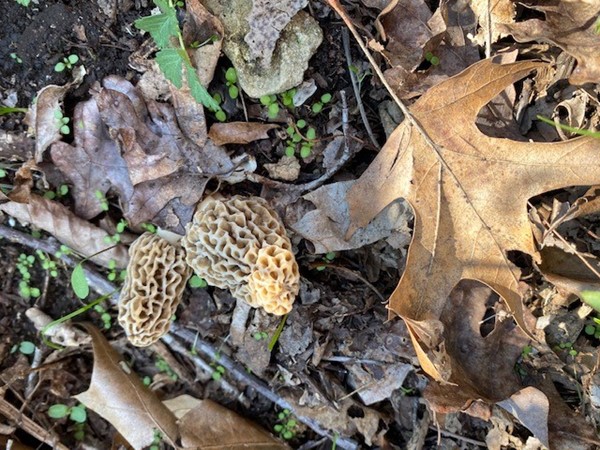 The gift of the spring woods has arrived at Lake of the Ozarks, Morrel Mushrooms. Yum