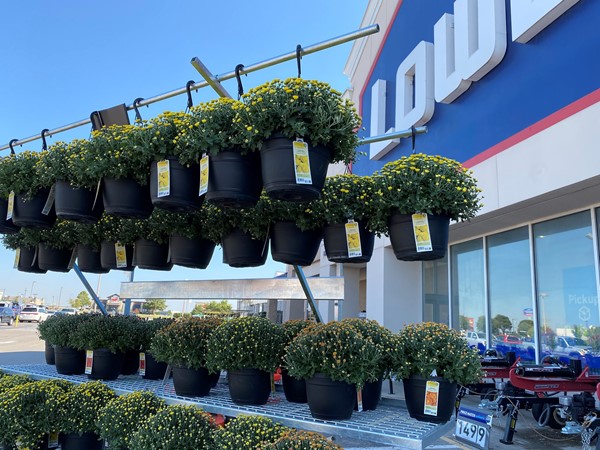 Lowe’s has mums! Come on fall