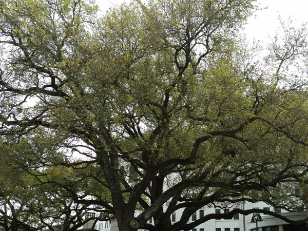 One of LSU's live oaks near Tiger Stadium