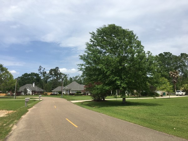 Another great example of the large lots and trees in Jefferson Cort 